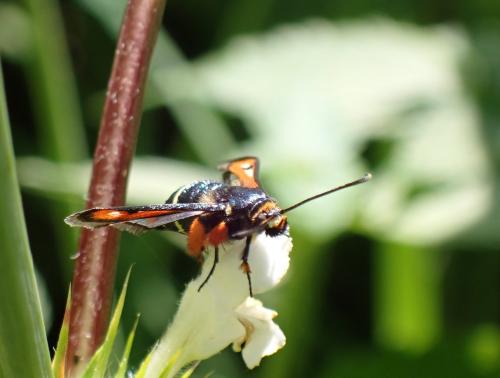 Réf. 299 363 : Pyropteron chrysidiformis